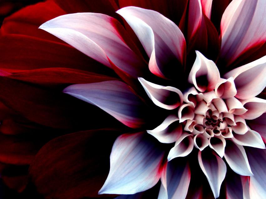 Fleur
