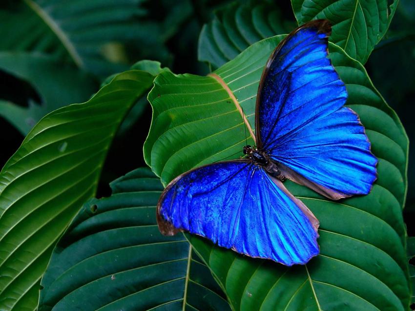 Papillon