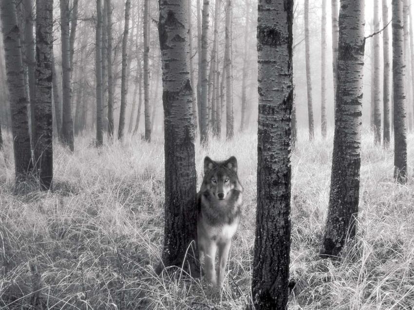 Loup