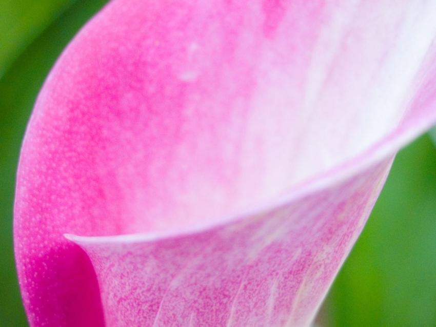 Fleur