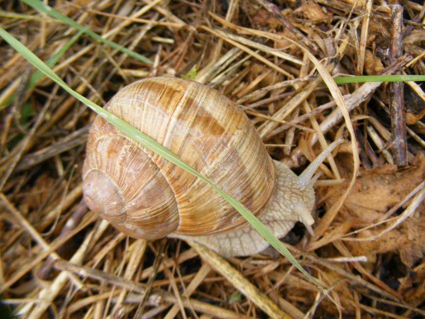 escargot de bourgogne