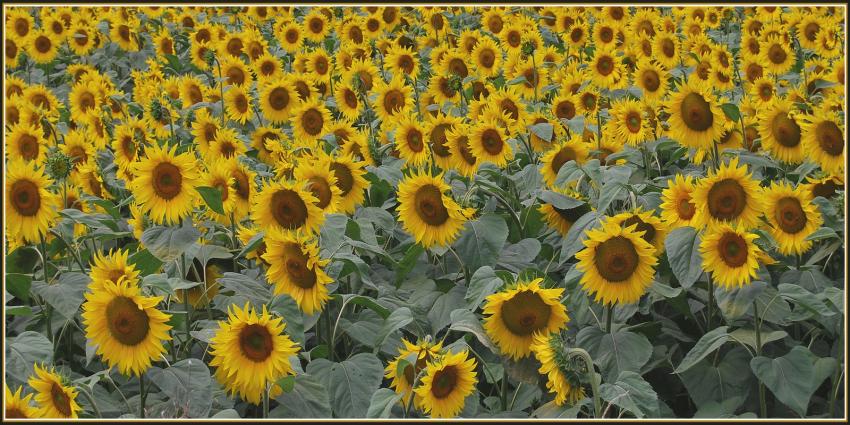 Tournesols