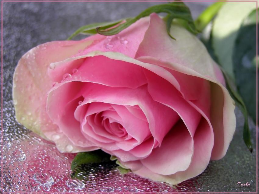 Rose 21008