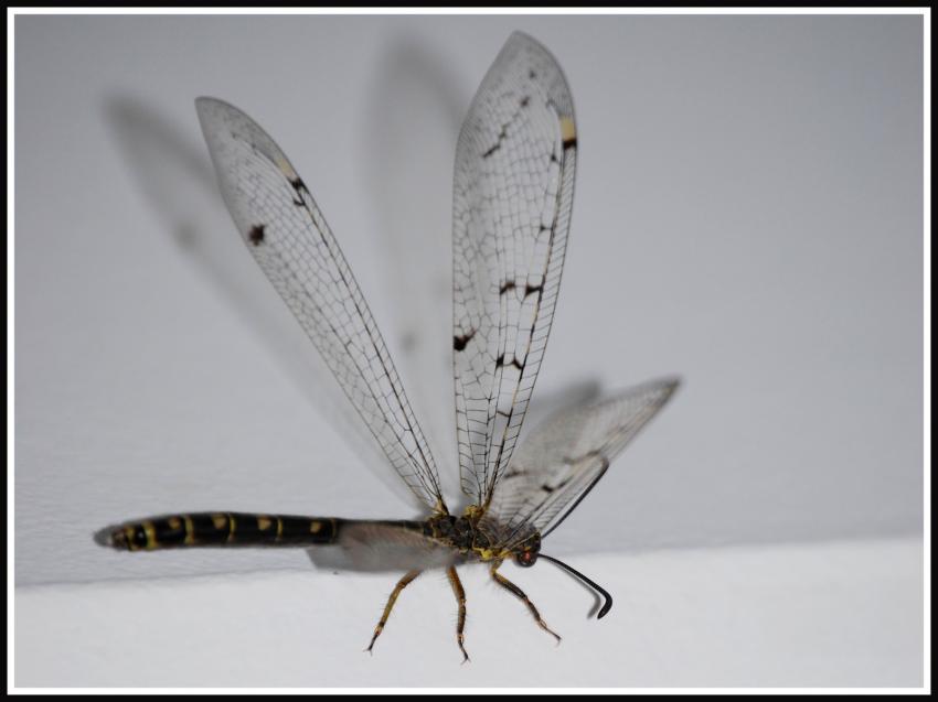 Insecte de la nuit