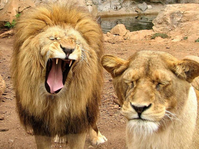 Lion