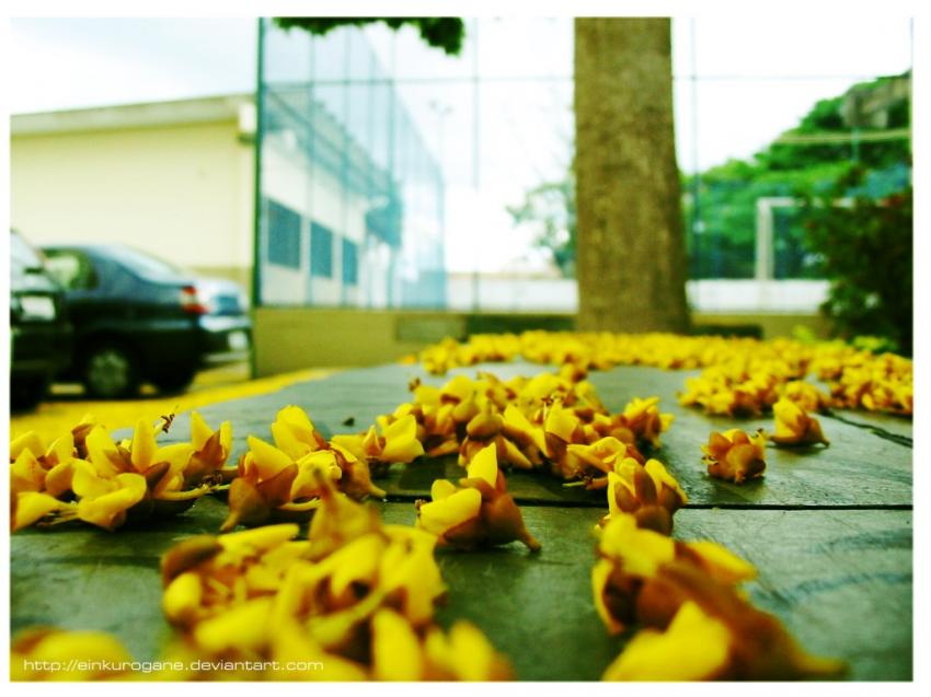 La Noble Jaune Fleur