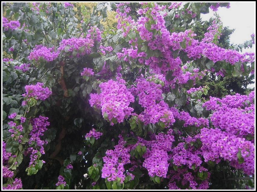 Bougainvilles