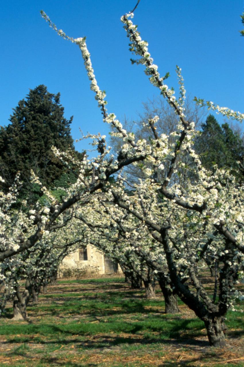 Cabanon au printemps