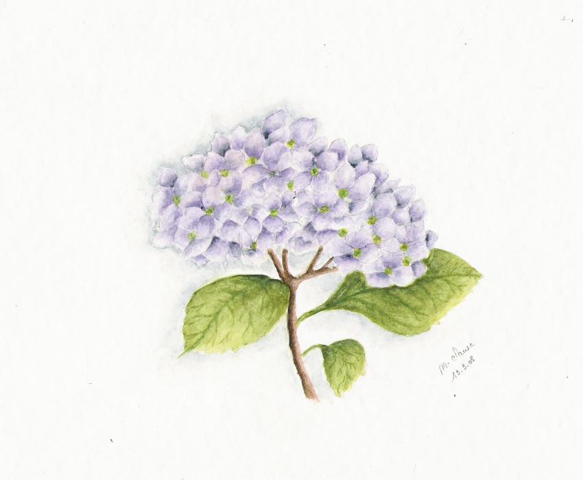 hortensia