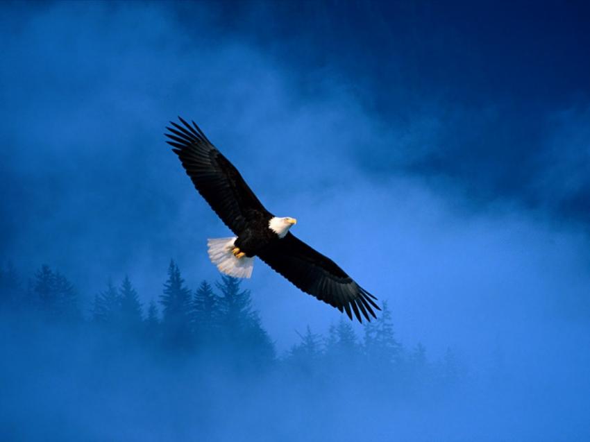 Aigle