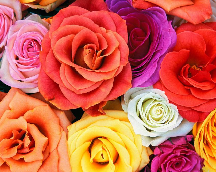 bouquet de fleurs
