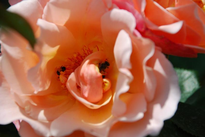 La Rose et ses habitants