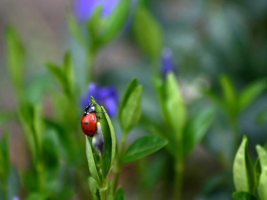 coccinelle