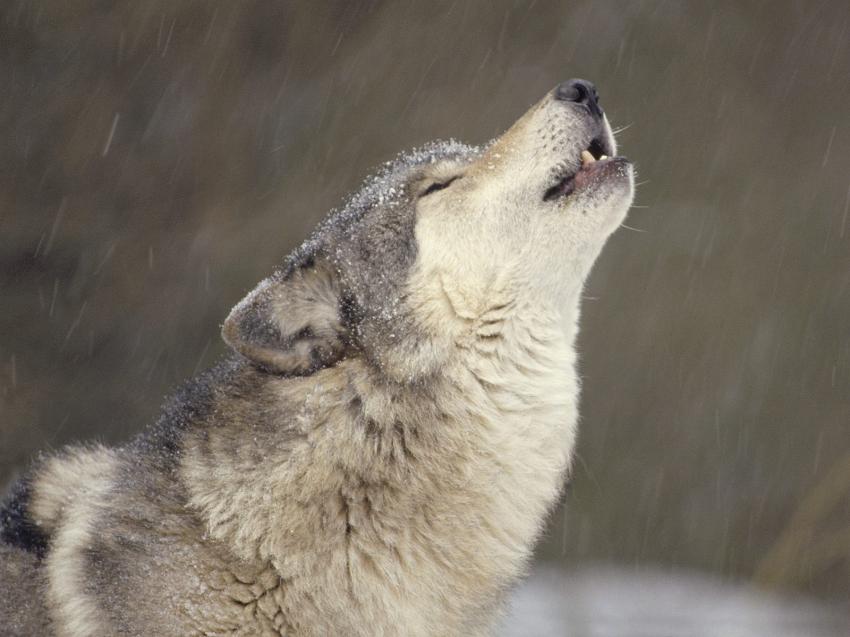 Loup
