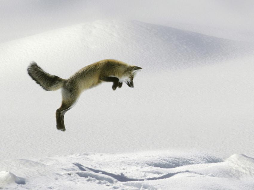 Renard