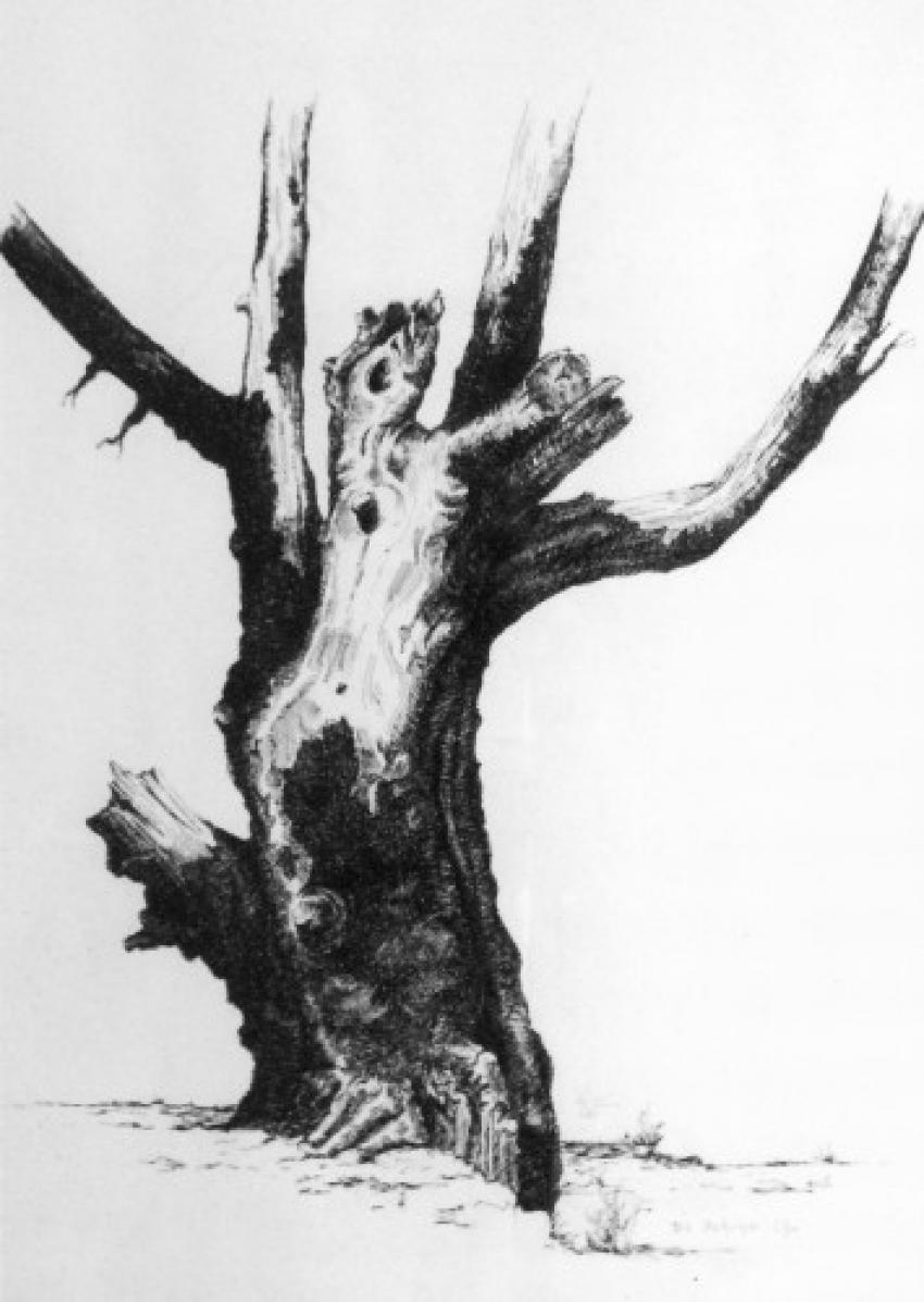 L'arbre mort.