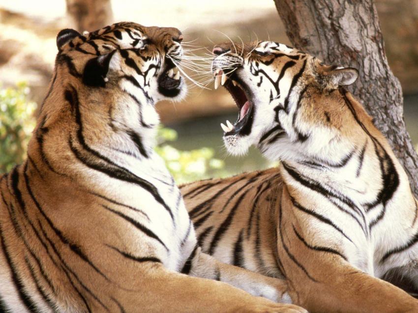 Tigre