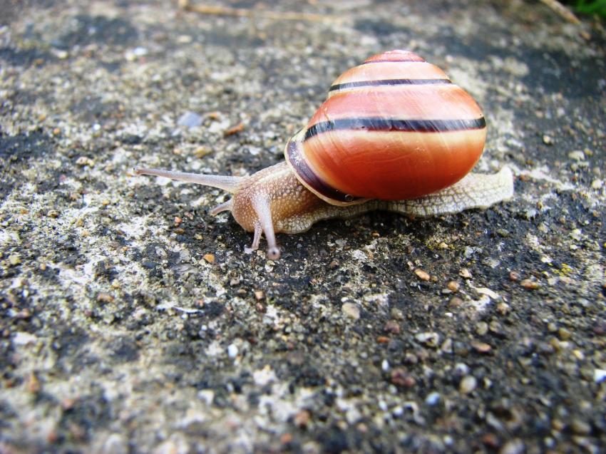 L'escargot