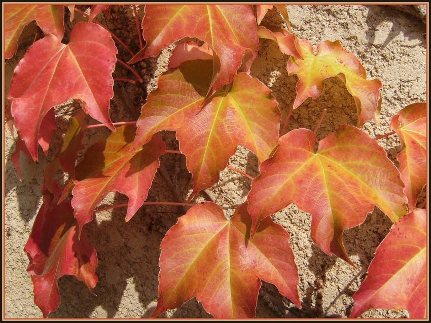 Couleurs de l'automne