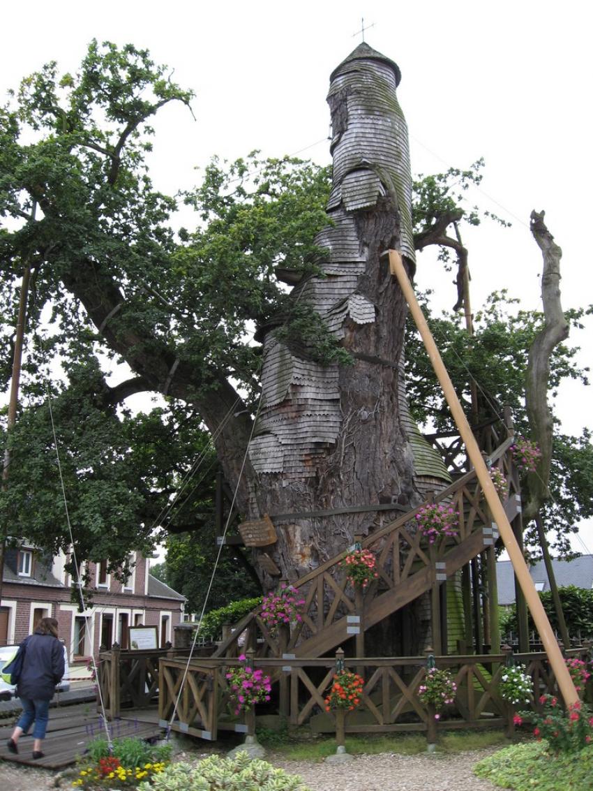 Chne d'Allouville en Normandie