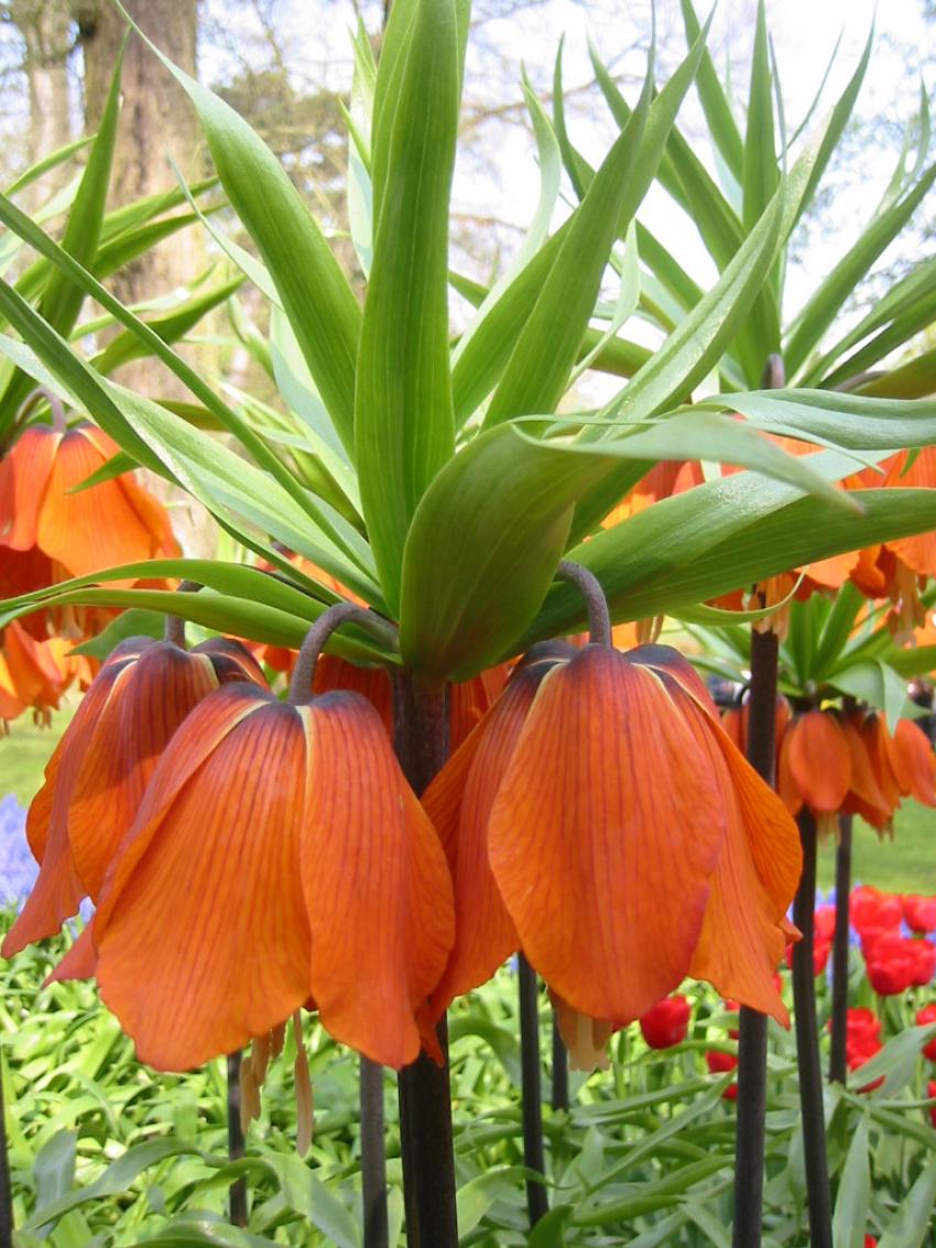 Fritillaires