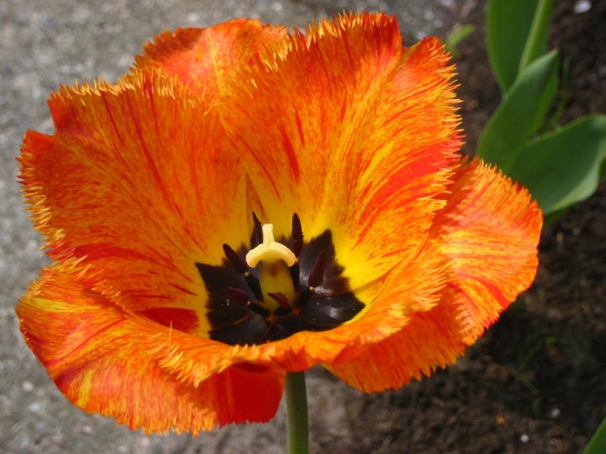 Tulipe dentele