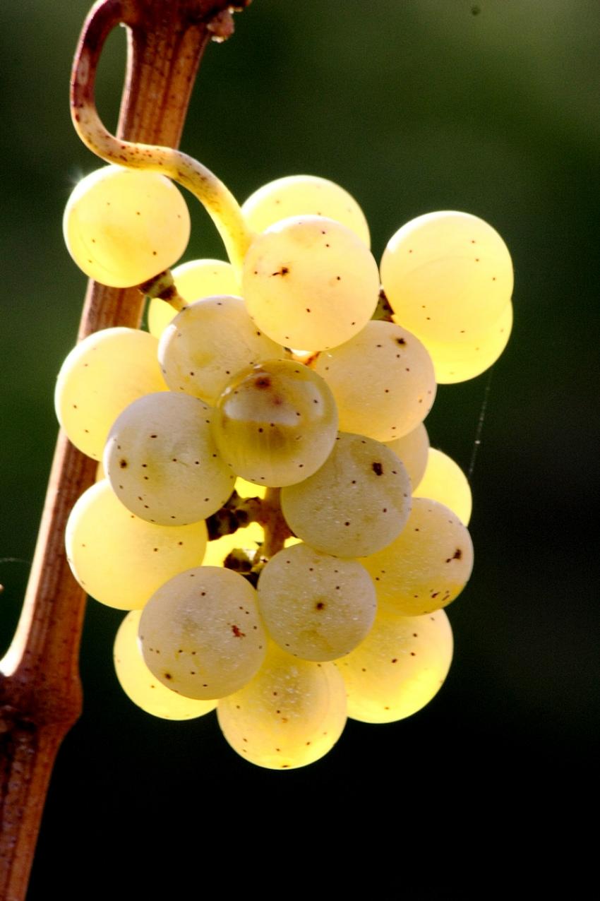 Vignes du Bollenberg