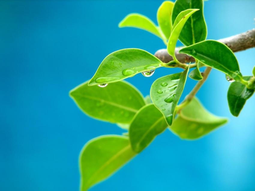 Plantes