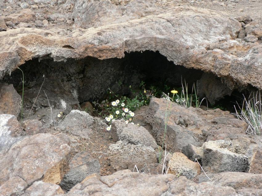 Fleurs sur le volcan . La runion