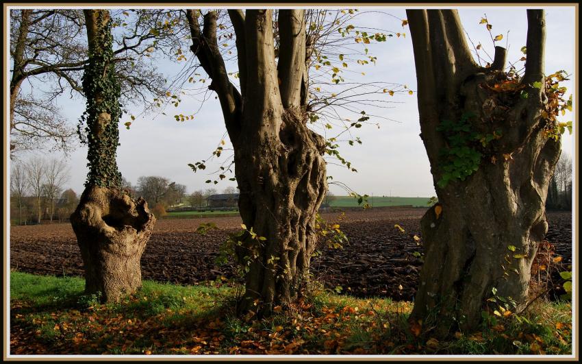 Vieux saules