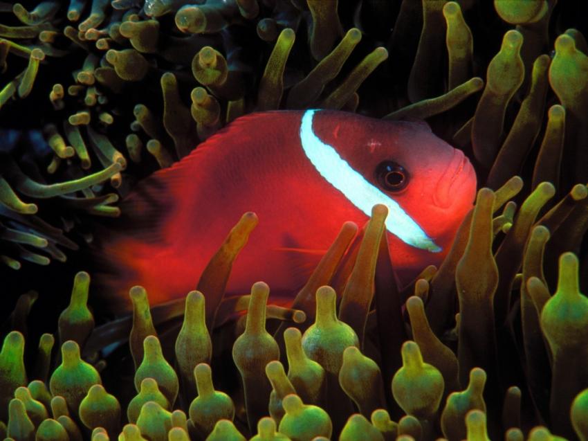 poissons