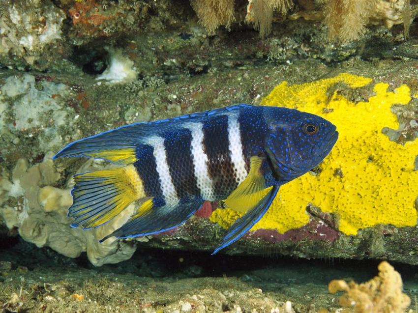 poissons