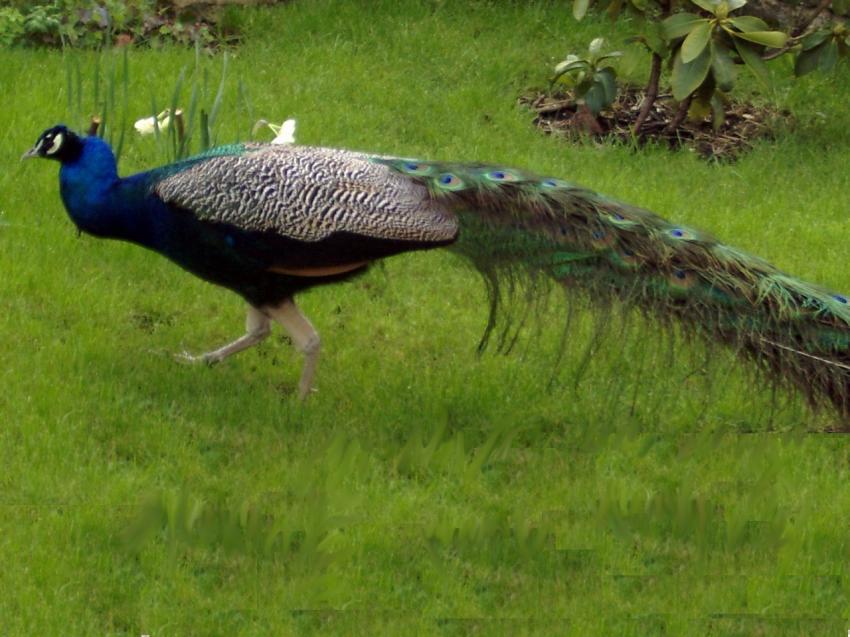 Paon dans mon jardin