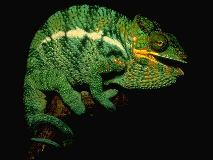 Camelion