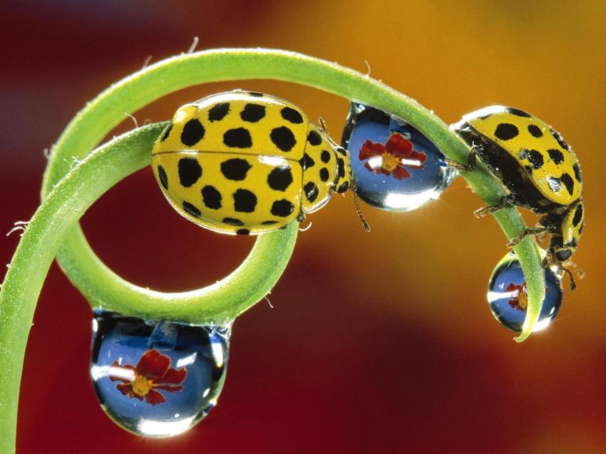 coccinelle