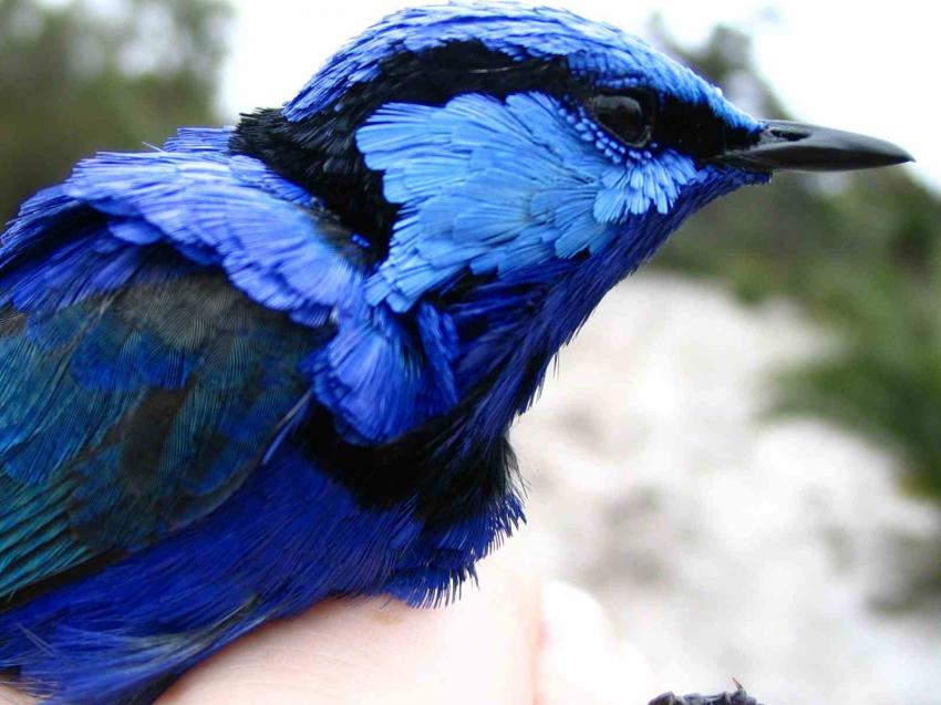 Oiseaux