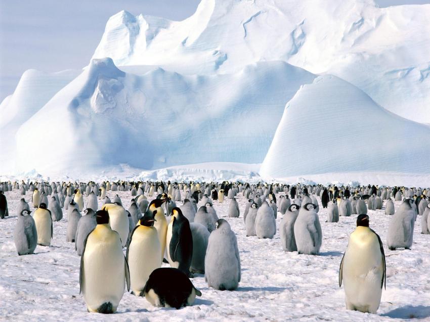 la marche de l'empereur - Penguins