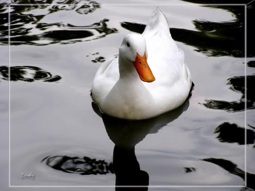 Canard blanc