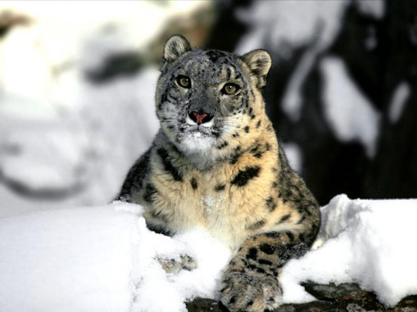 Lopard