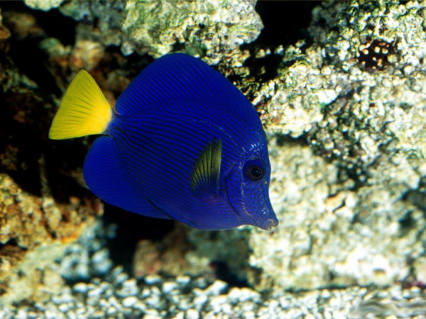Poisson