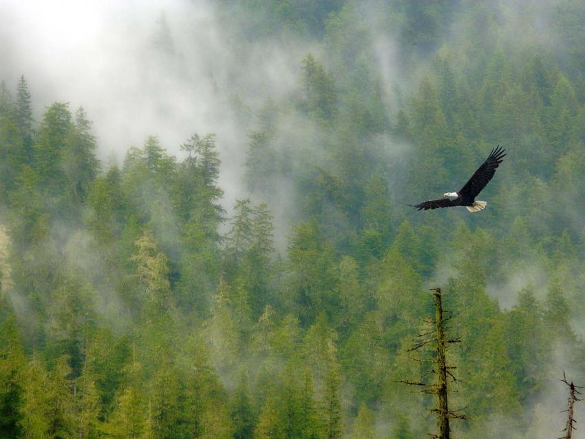 Aigle