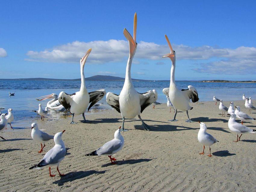 oiseaux de mer