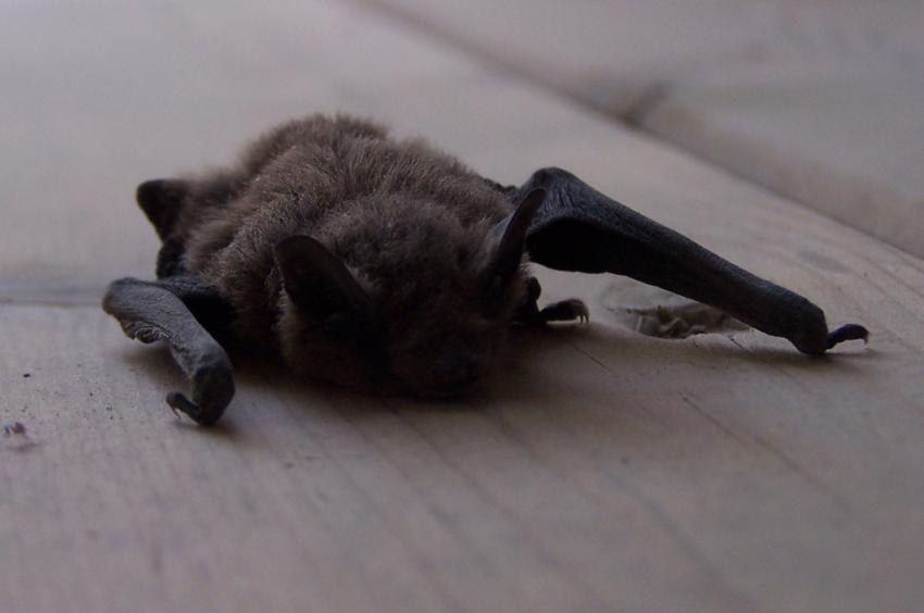 une chauve-souris