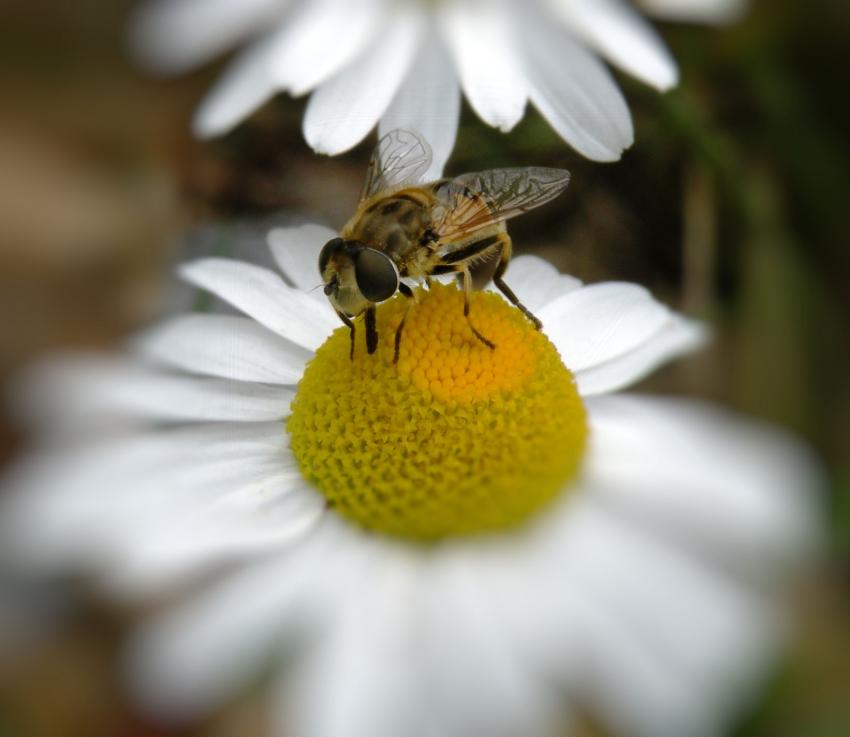 Un Diptre (mouche)