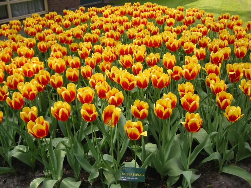 Tulipes sang et or