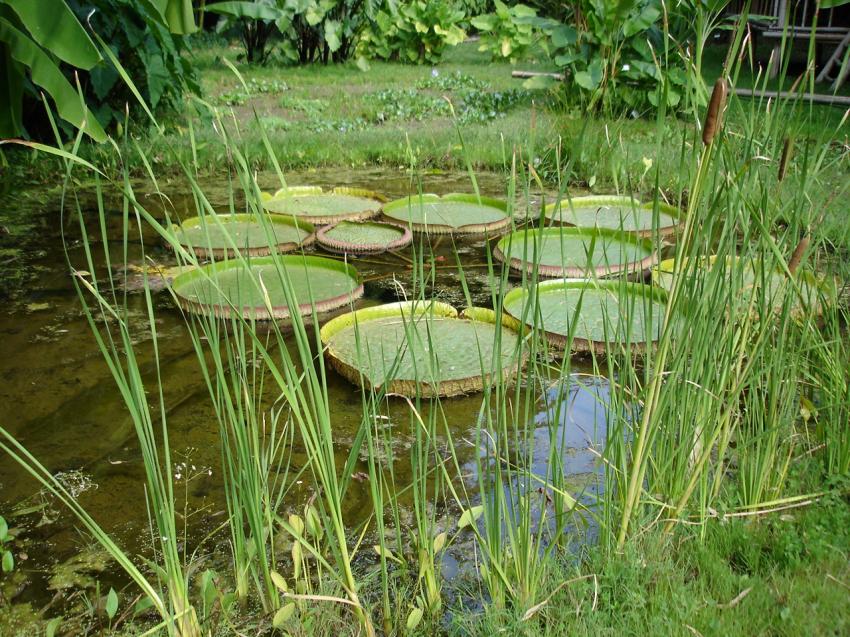 plantes d'eau