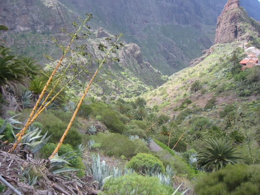 Valle de Masca (Tnrife)