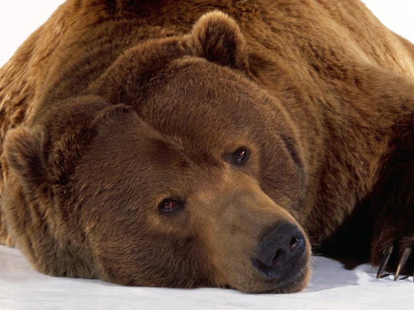 Ours