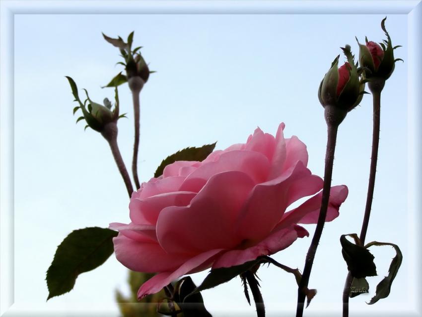 Rose 231008