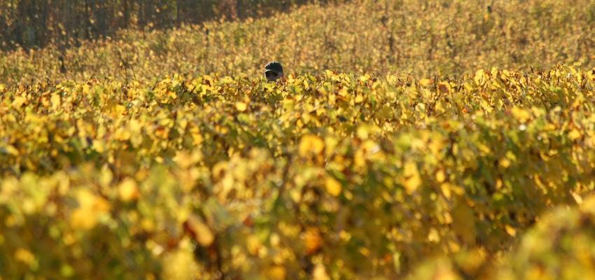 Vignes du Bollenberg